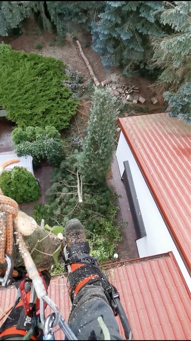 Alpinistyczna wycinka i pielęgnacja drzew, usługi rębakiem i frezarką