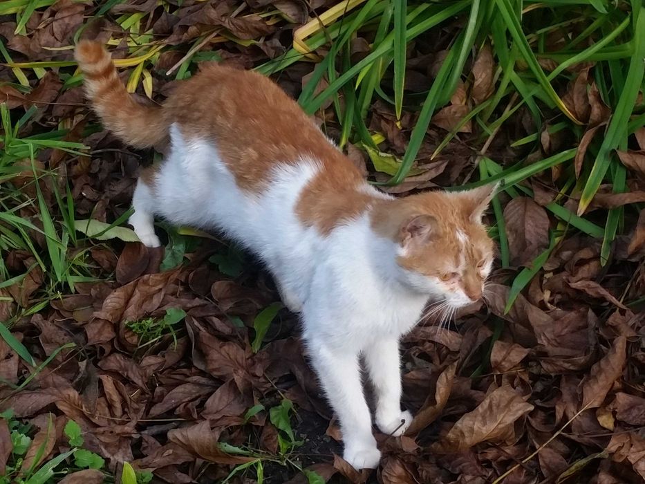 Kocurek Rudyk szuka kochającego  domu!