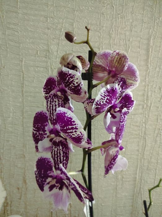 Орхидеи в подарок