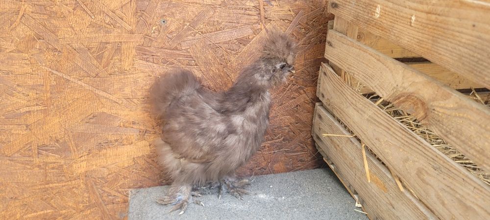 Silka, Silki USA, Czekolada, Split mottled, Czarna