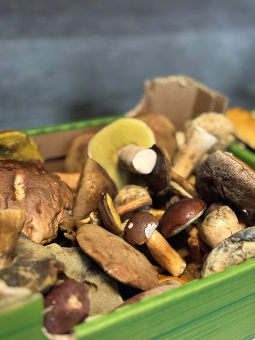Mix Grzybów Leśnych świeżo zbierane