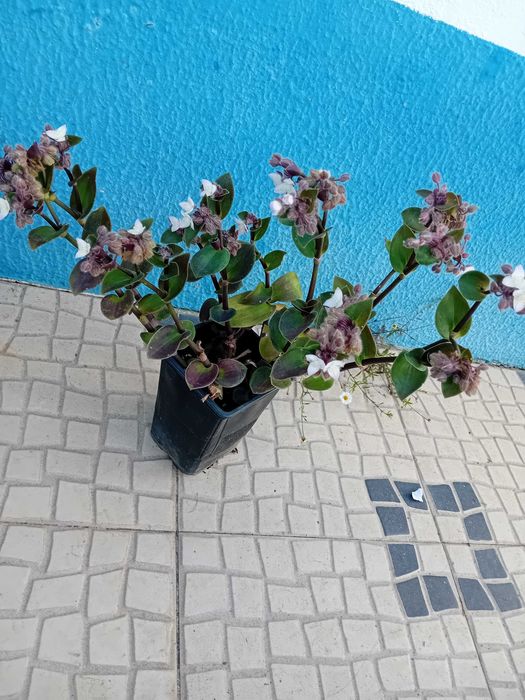 Tradescantia Callizia Repens