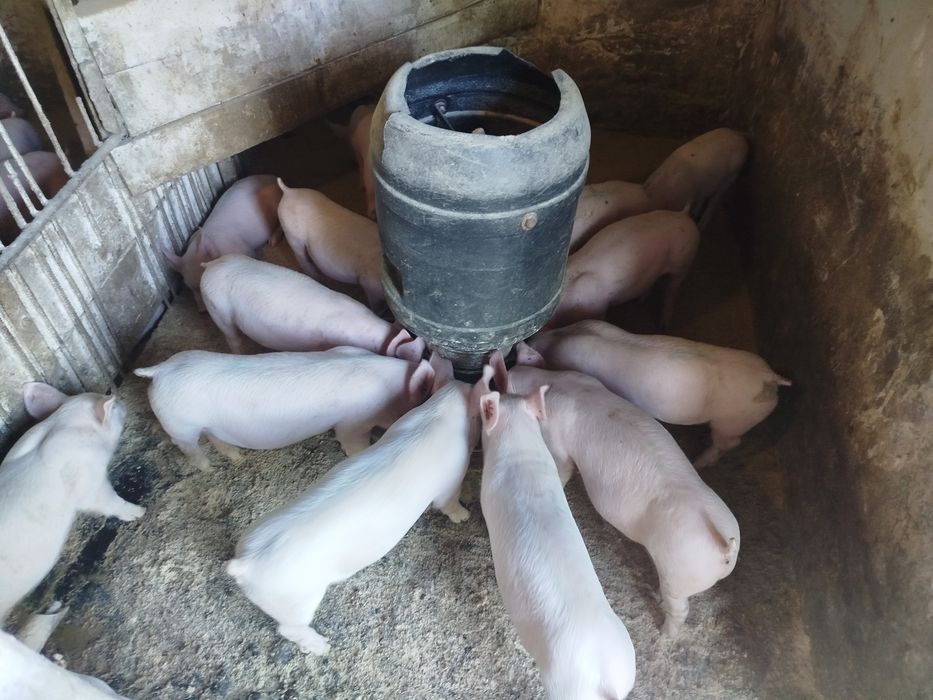 Продаж малі поросята
