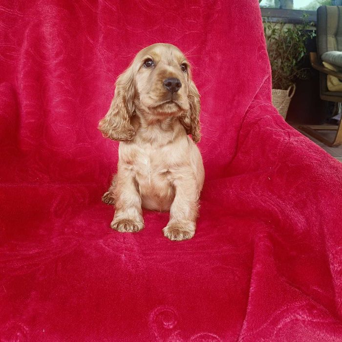 Cocker Spaniel Angielski