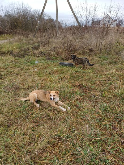 Віддам в добрі руки собаку ,сучка . Стерилізована