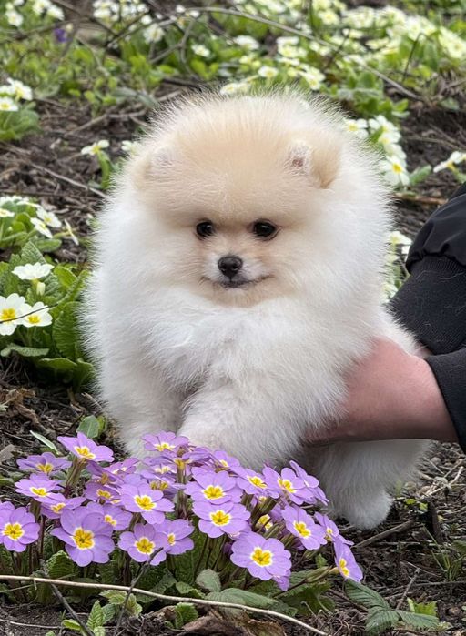 Дві дівчинки померанського шпіца