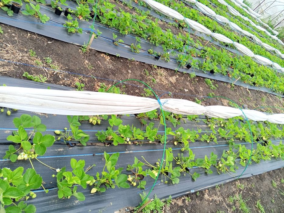 Домашня ЕКО полуниця  свіжа  напряму від виробника — збір сьог