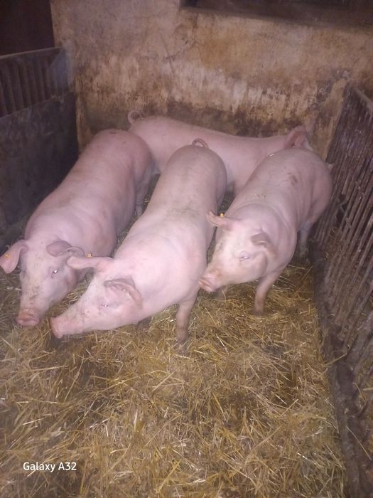 Sprzedam Świnie tuczniki