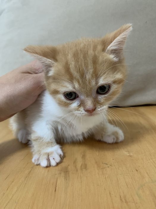 Кошенята, котята шотланські вислоухі та прямоухі