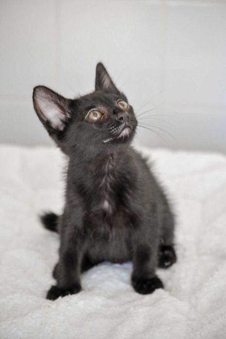 Gatinho bebé muito meigo para ADOÇÃO