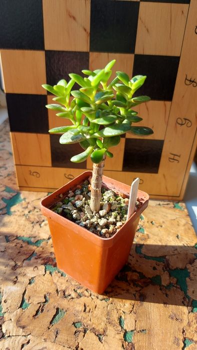 Crassula Blue Bird variegata  Крассула Блуберд вариегата