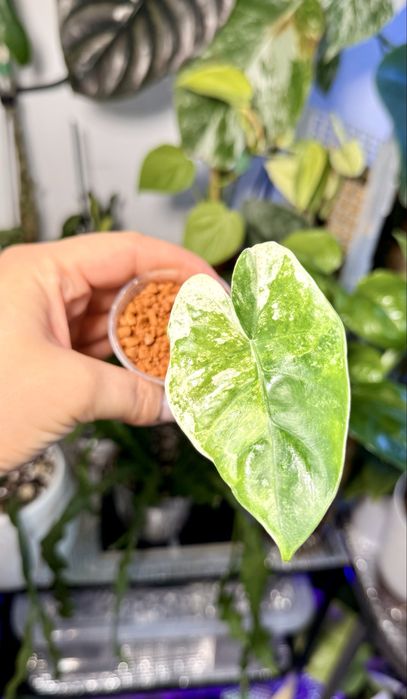 Alokazja macrorhizza splash