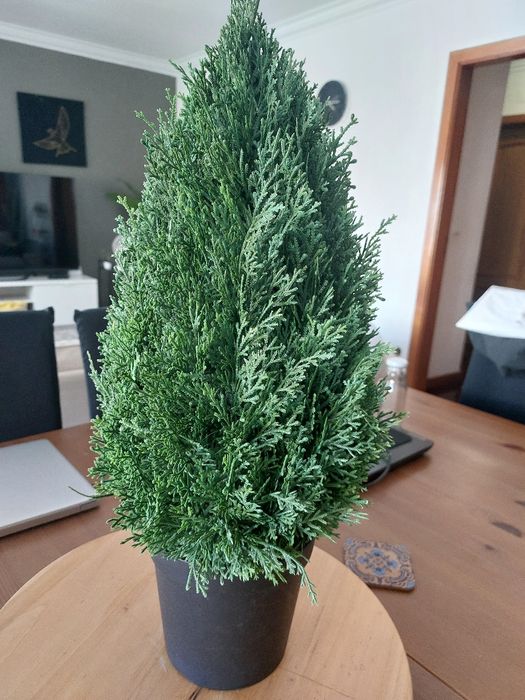 Planta Pinheiro Fejka ikea