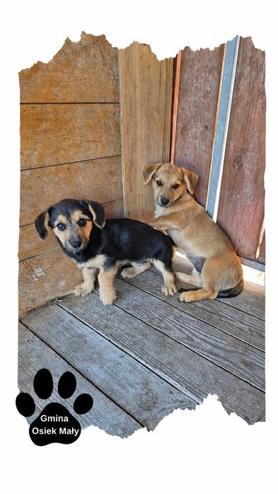 Szczeniaki do Adopcji!!! PILNE