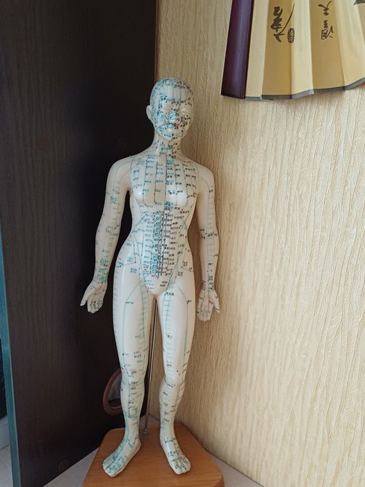 2 моделі акупунктурних точок жіноча і чоловіча