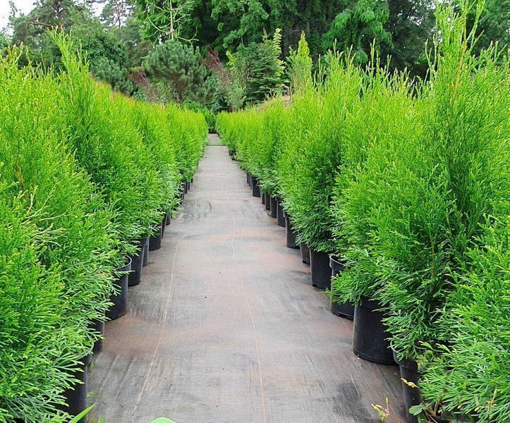 Piękna Tuja Thuja Szmaragd 50cm duża donica 2L Usługa sadzenia