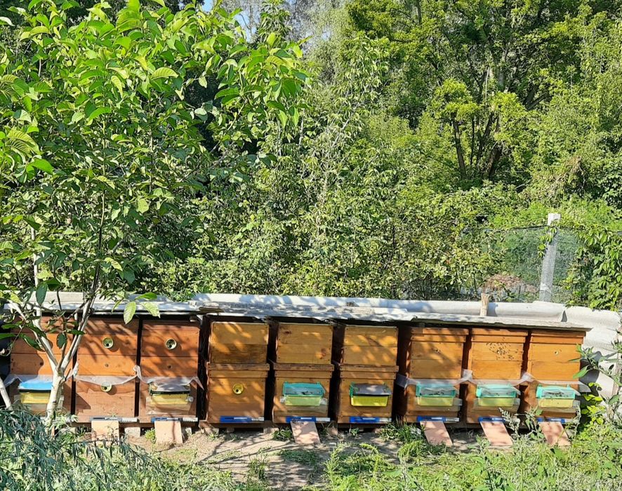 Пыльца пчелиная, пилок бджолиний