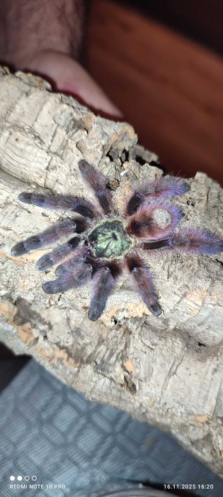 Pająk Ptasznik caribena versicolor