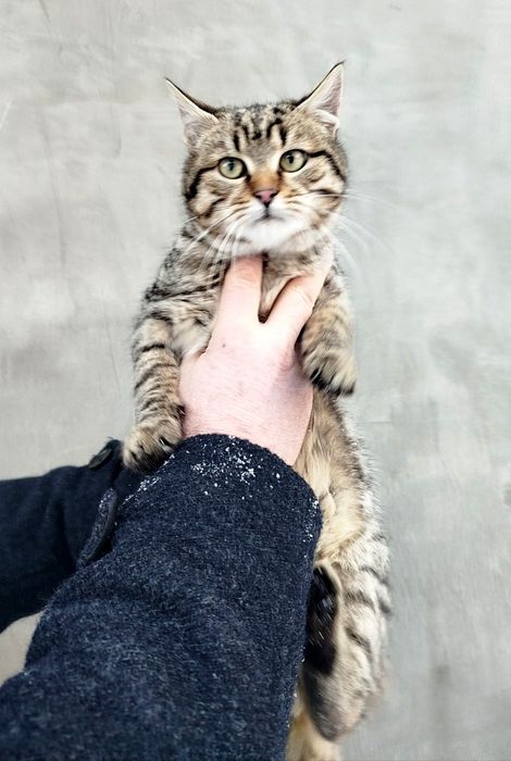 Отдам котёнка-мальчика