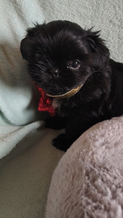 Czarny piesek shih tzu