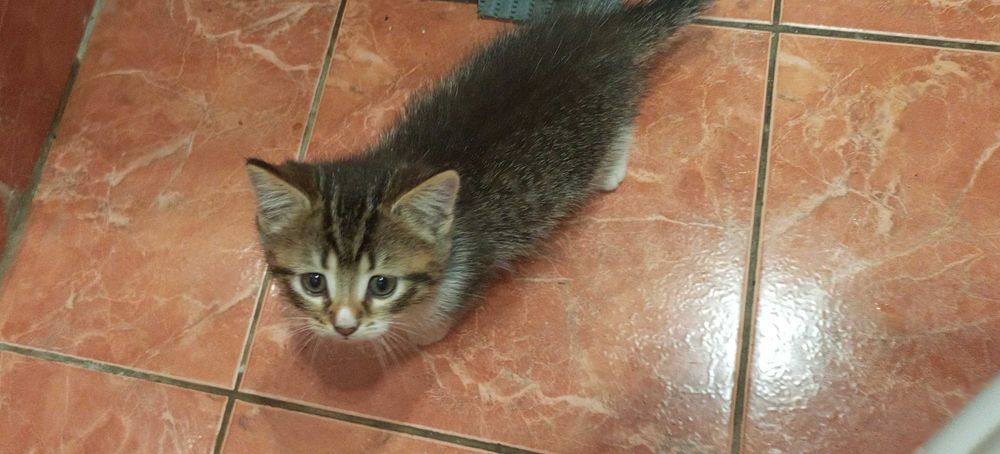 Віддам в добрі руки кошенят