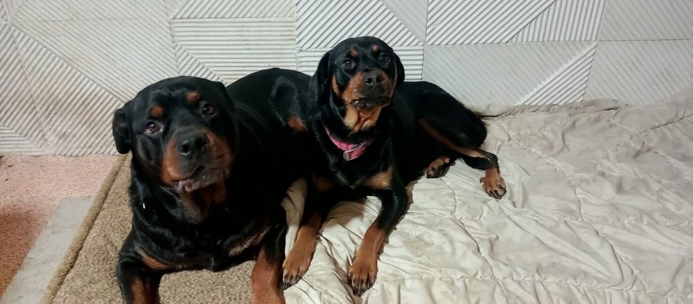 Щенки Ротвейлера