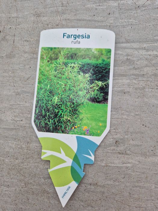 Bambus Rufa (Fargesia rufa)