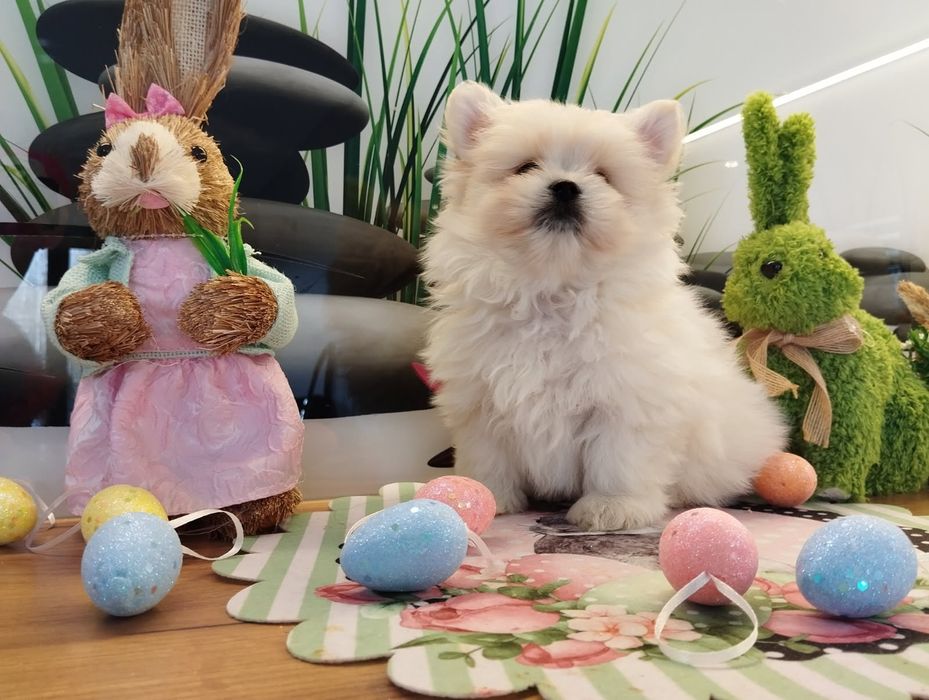 Pomapoo  samczyk z Rodowodem