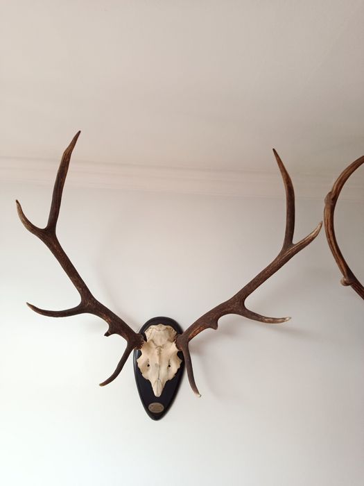Troféu de Veado ibérico