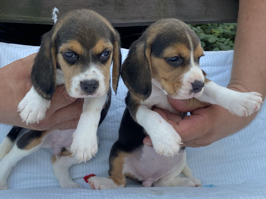 Хороші друзі