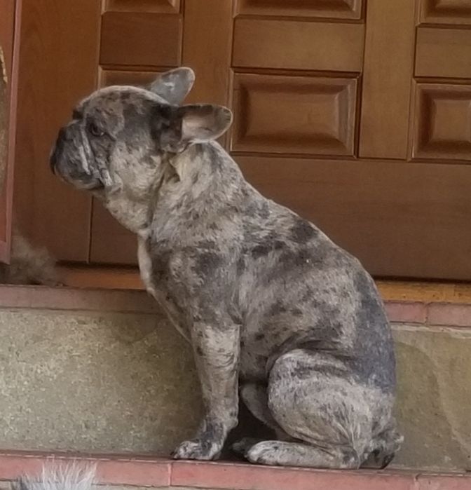 Вязка ,продажа французский бульдог, шпиц,чихуахуа