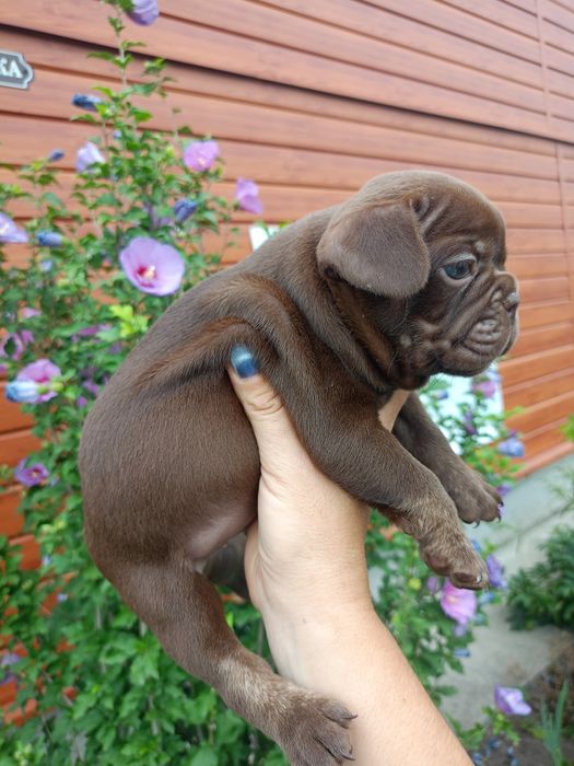 Детки французского бульдога