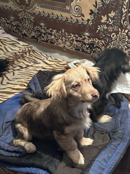 Віддамо цуценя-дівчинку в добрі руки безкоштовно