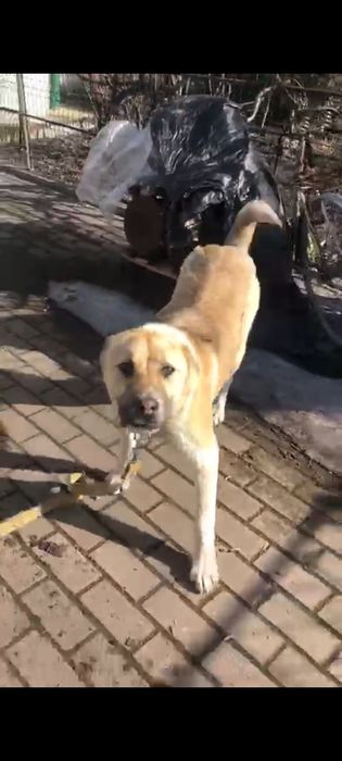 Продам суку "Кавказький Вовкодав"..