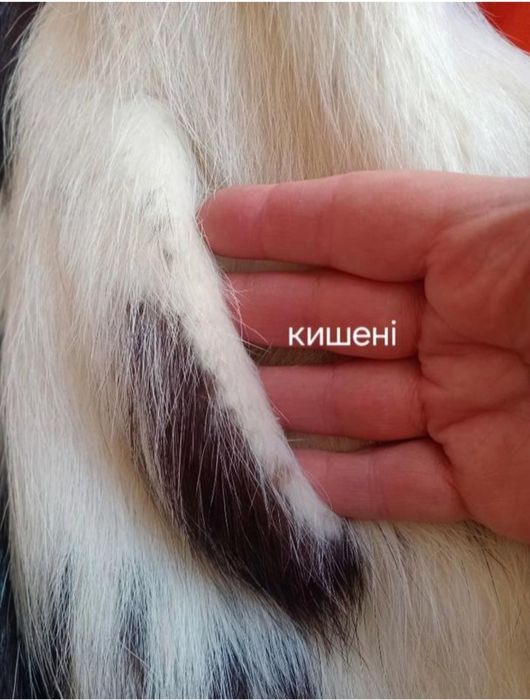 Шуба біла натуральне хутро підійде для нареченої