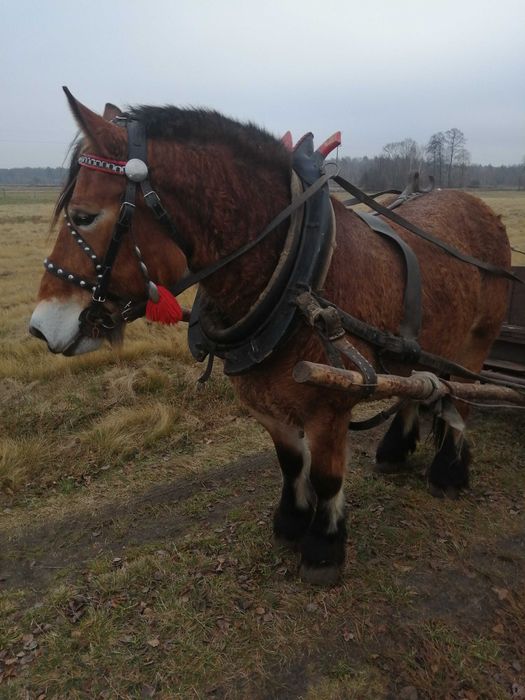 Sprzedam klacz gniadą 8 lat