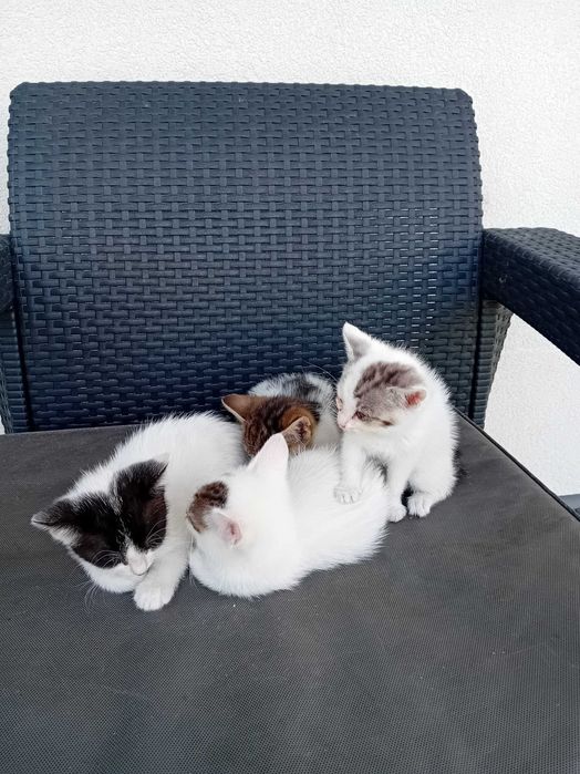 Małe kotki do adopcji