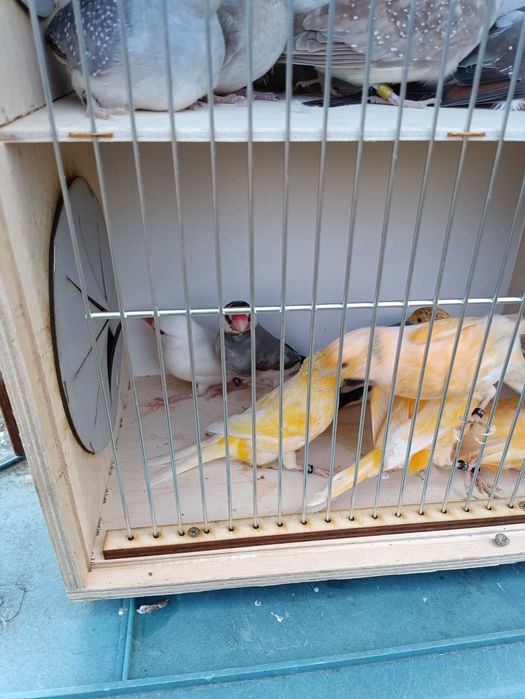 Ptaki,drobna egzotyka,kanarki, gołąbki