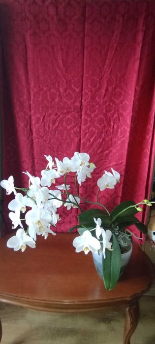 Продам велику орхідею