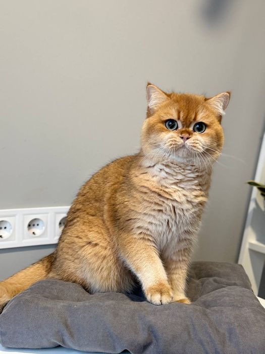 Британские котята золотая шиншилла