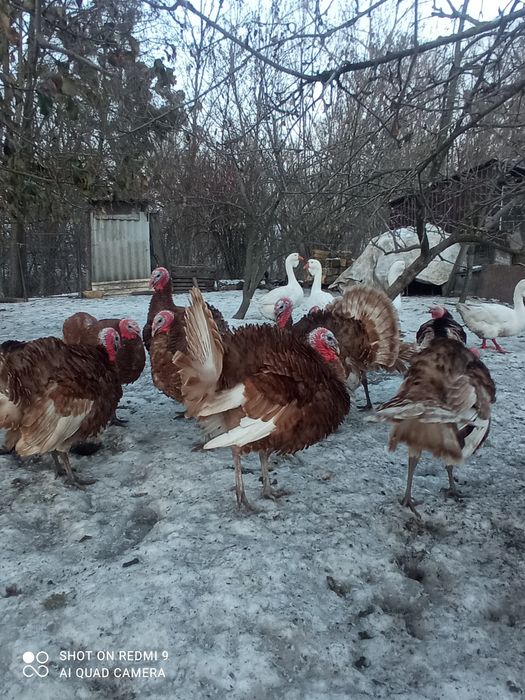 Індики червоний бурбон