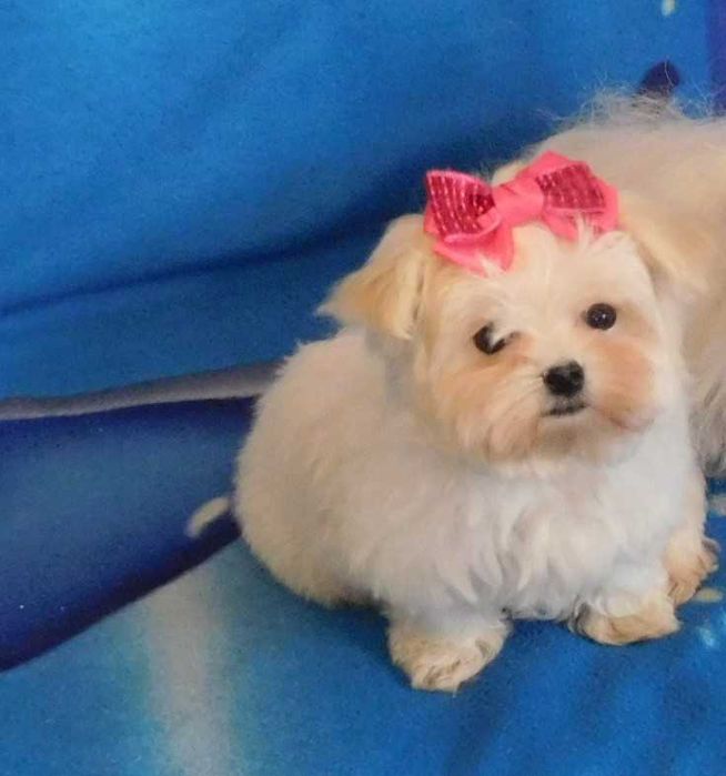 mini Maltańczyk sunia 8tyg, odbiór od 25.01 miniaturka