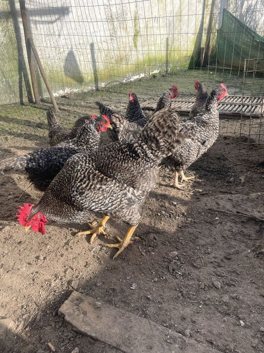 Ovos de perdes portuguesa