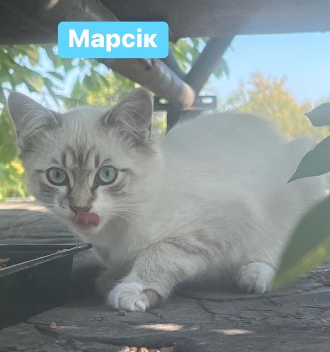 Киця і три малюка шукають дім