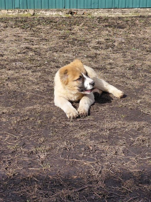 Девочка САО Алабай