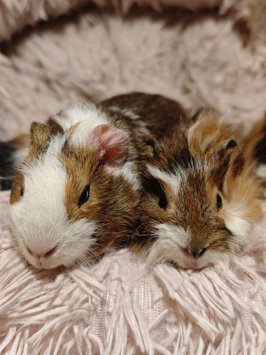 Świnka morska samiec