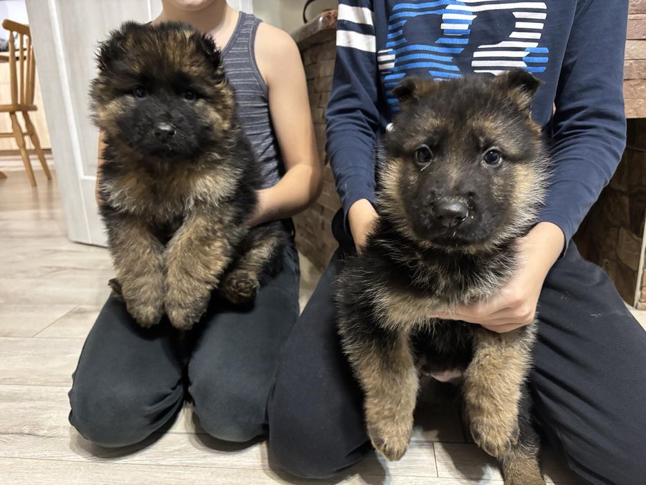 Продаж німецьких вівчарок