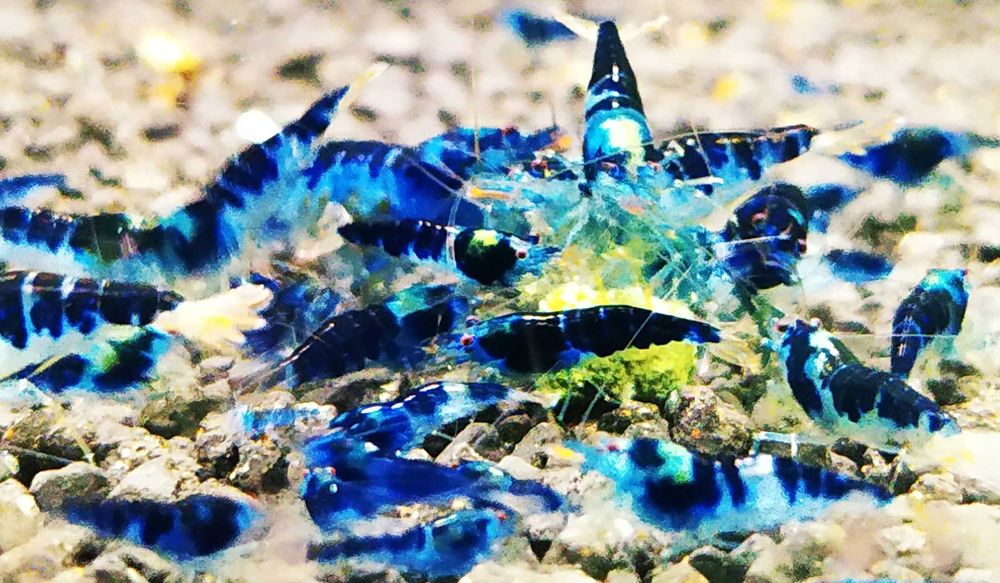 Krewetki Caridina Calceo Bee Dragon Blood ZAMIANA GRATIS PROMOCJA