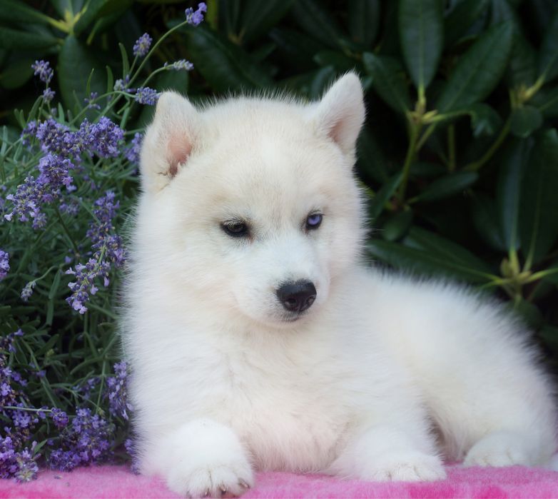 Siberian Husky suczka ZKwP wybitna roznooka