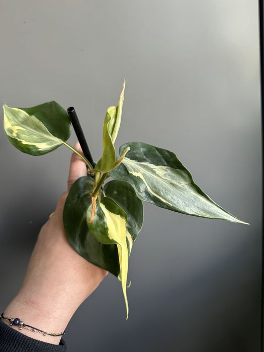 Philodendron Rio
